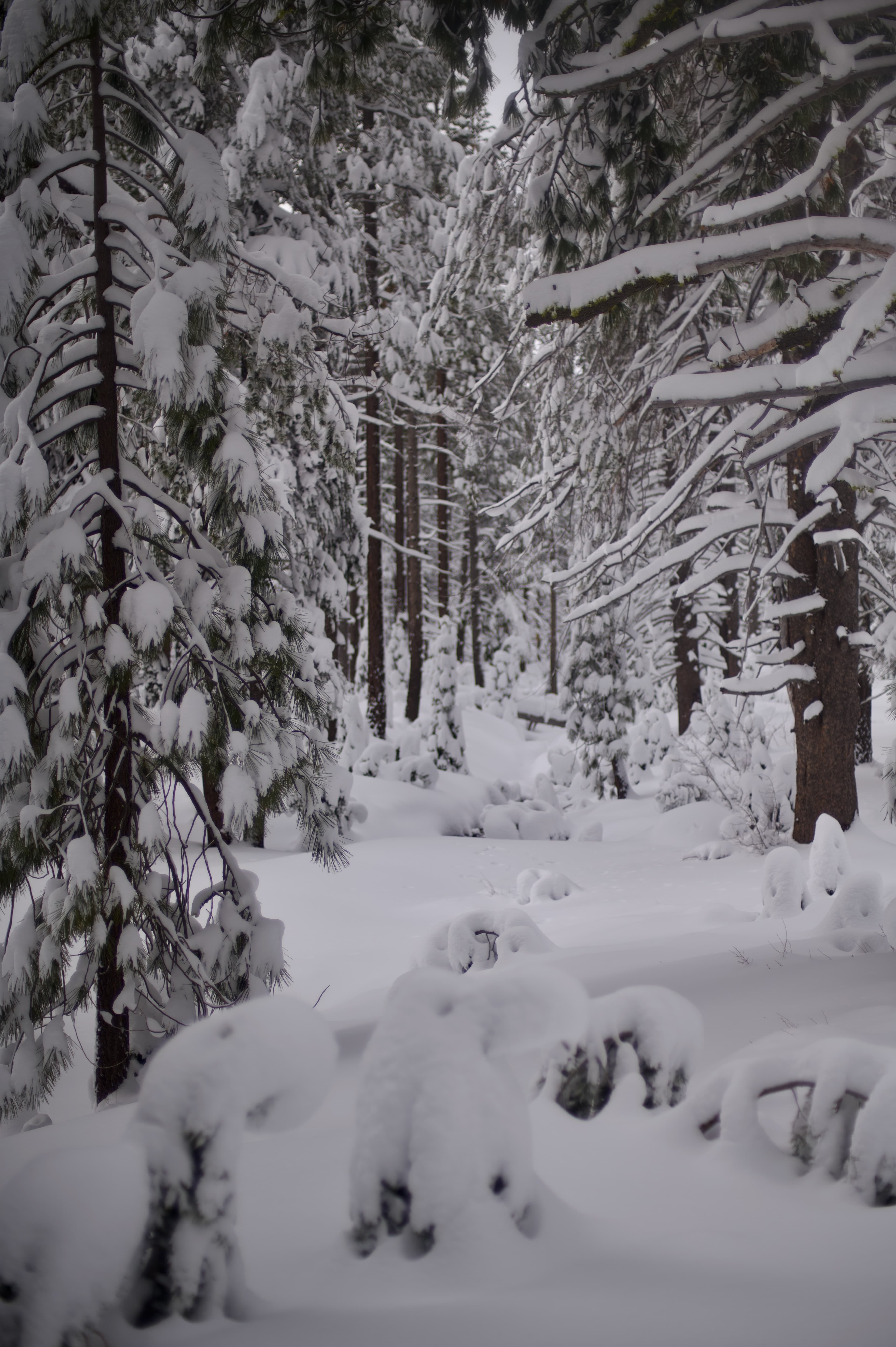Donner Lake - Photo 3
