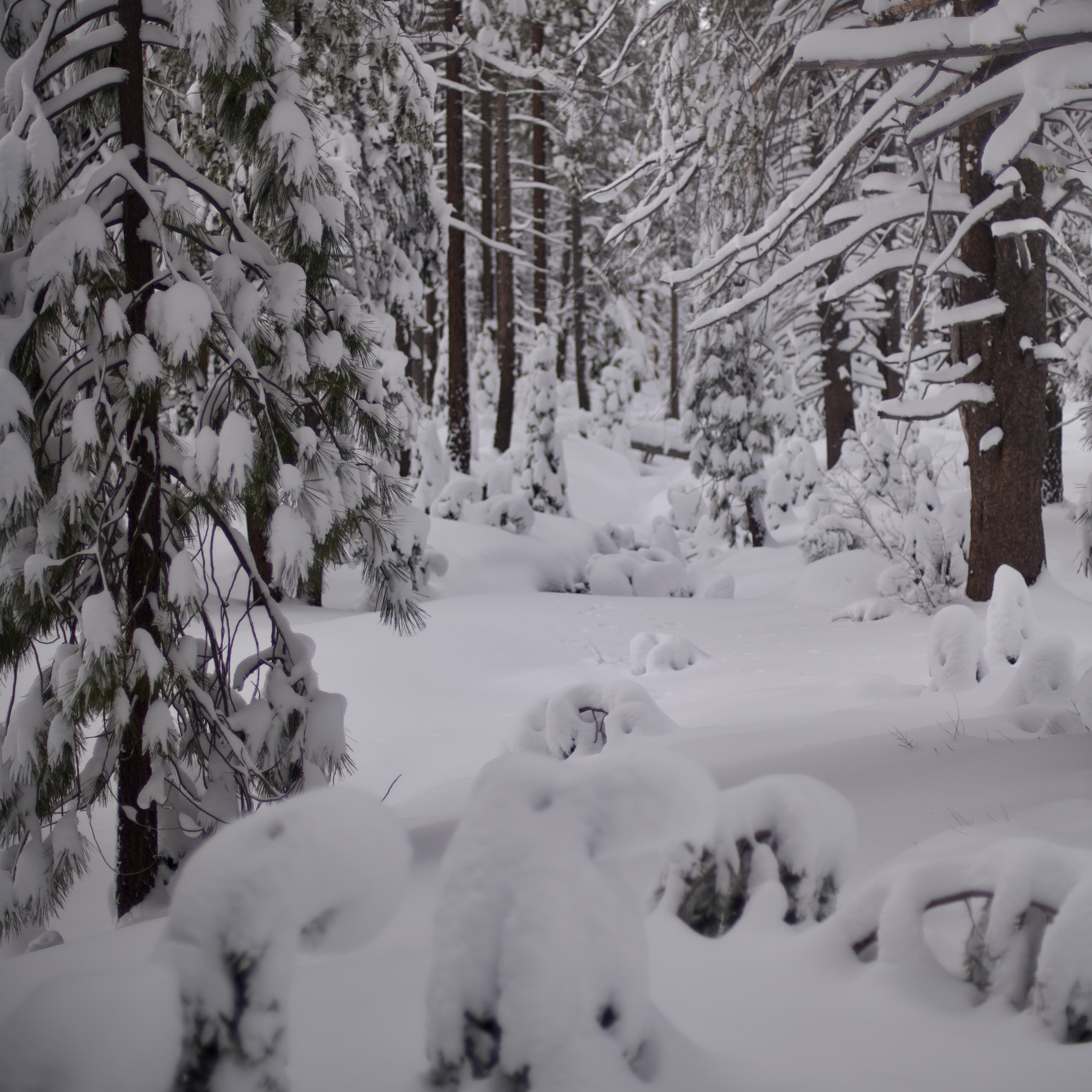 Cover Image for Donner Lake