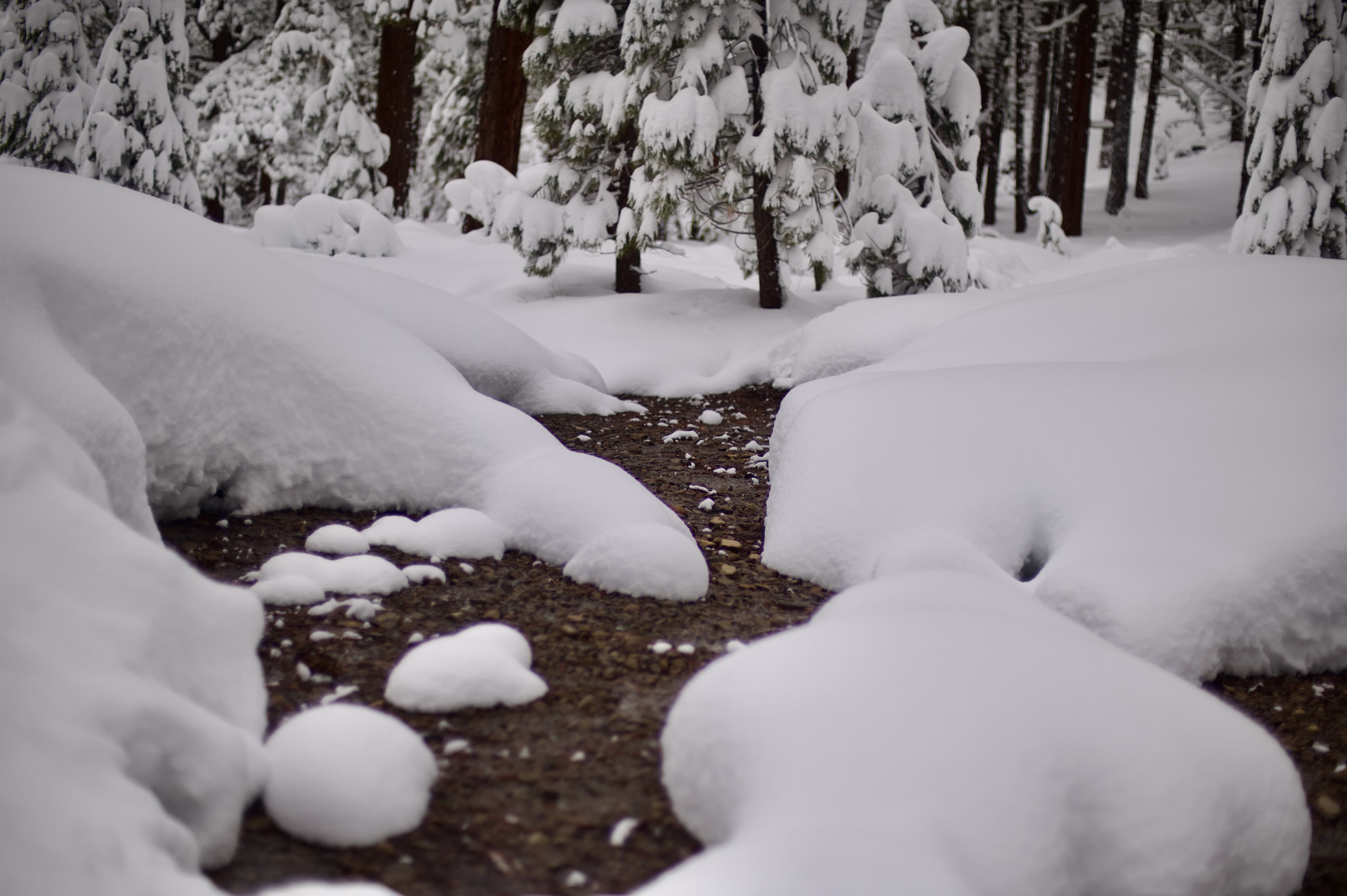 Donner Lake - Photo 4